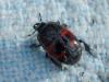 Hister quadrimaculatus